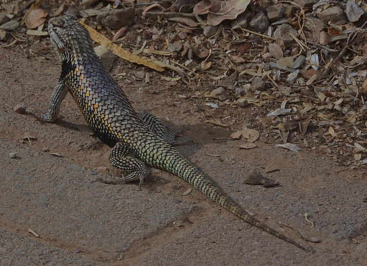 lizard